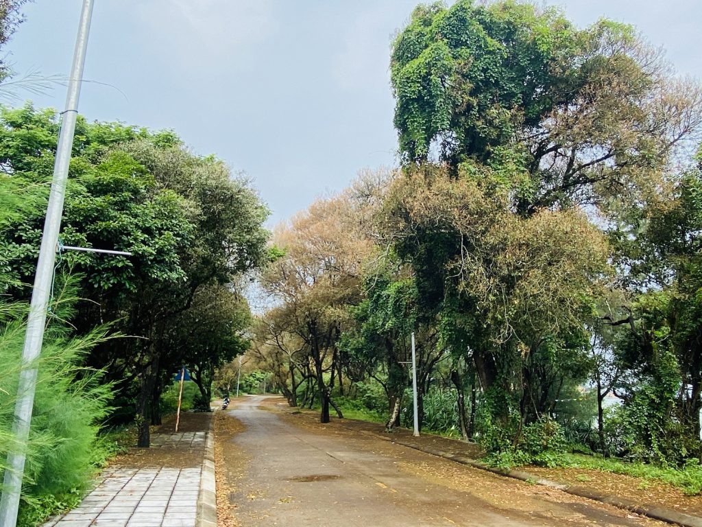 Khám phá rừng chõi Cô Tô - miền đất bình yên