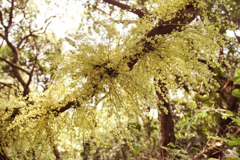 Khám phá rừng chõi Cô Tô - miền đất bình yên