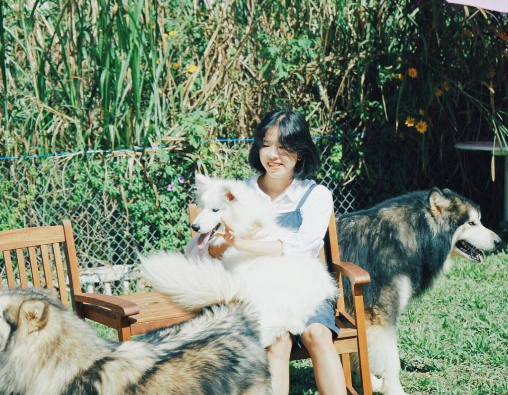 Top 15 quán cafe chó Đà Lạt check-in xinh xỉu cực mê